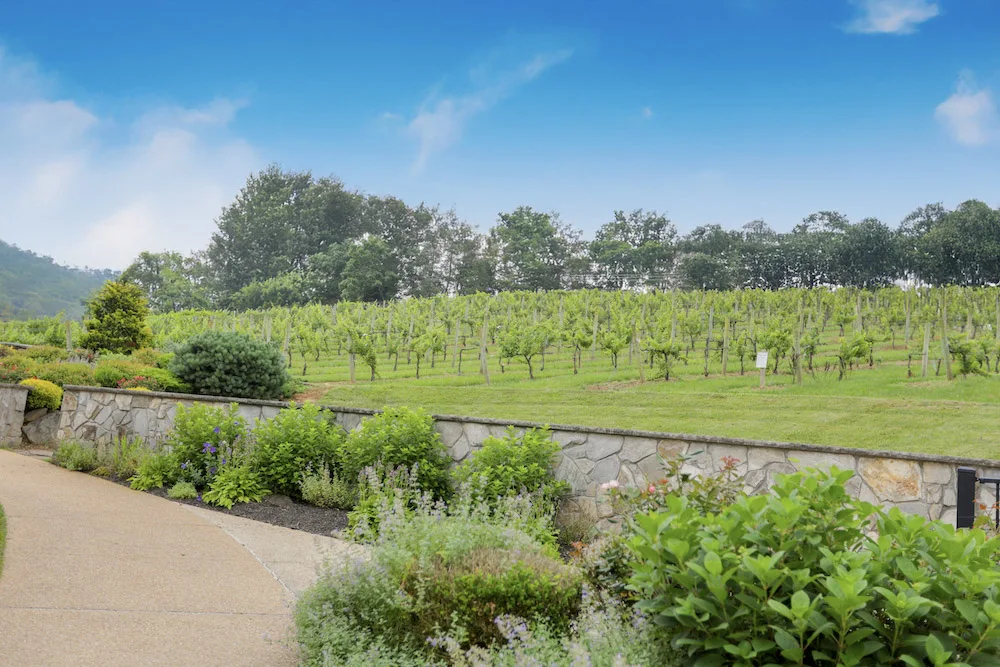 The vineyard at Creek's Edge Winery.